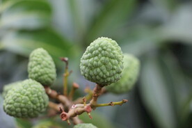 荔枝