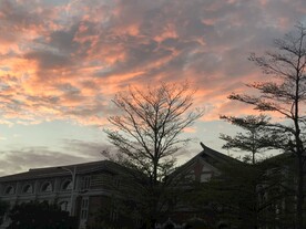 枯木