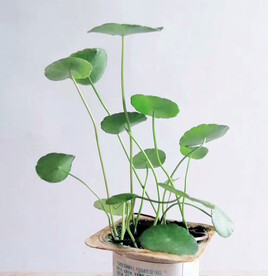 铜钱草