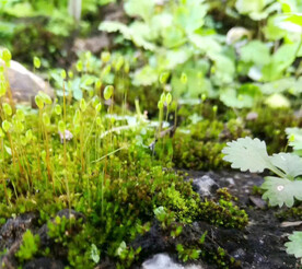 青苔苔藓地衣