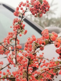 红色果实