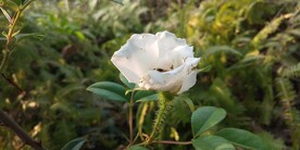 金樱子花朵图片