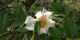 野外金樱子花朵