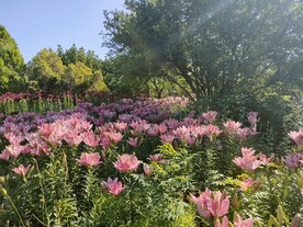 百合花花园