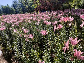 百合花花海