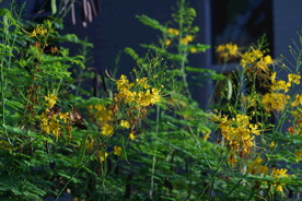 故事的小黄花