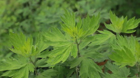 湖北蕲春艾叶艾草实拍