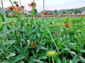 天人菊