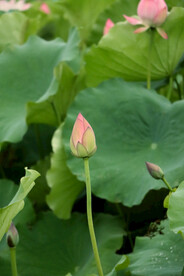 荷花花苞