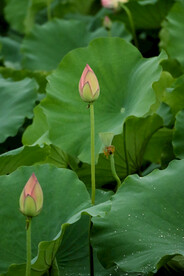荷花花苞花蕾