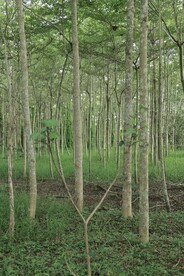 树林间