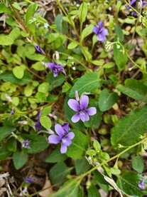 紫花地丁 山野小花中药材