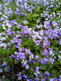 紫花诸葛菜丛丛连绵绿浅浅淡淡紫