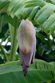 蕉蕾