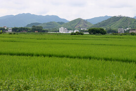 南方农村稻田风光