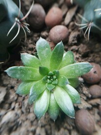 绿色多肉植物