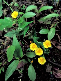 黄色小野花 随遇而安不俱风雨