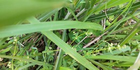 四叶葎野外图片