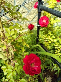 深红色月季 花架 红颜正当时