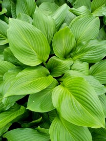 玉簪花 大叶 满绿 清姿浮玉润