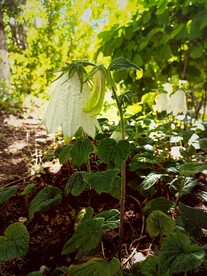 树荫下隐藏的 白色 紫斑风铃草
