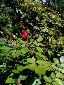 红色月季花苞花蕾 为谁展红颜