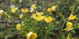 蛇含委陵菜图片