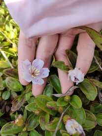 地菍