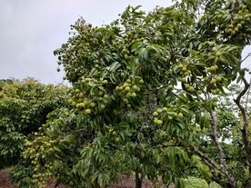 青荔枝