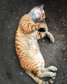 宠物猫 