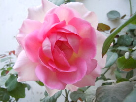 玫瑰花 