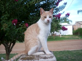 宠物猫 