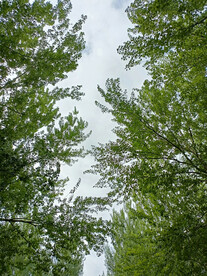 街道两侧市政绿化仰角观赏树木