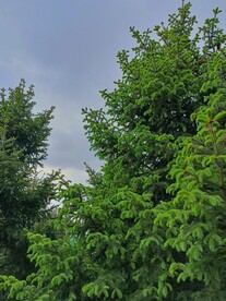 浓密常青云杉松树枝松针蓝天白云