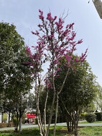 公园花草