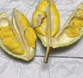金枕榴莲
