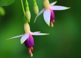 花 