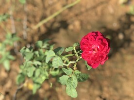 花 