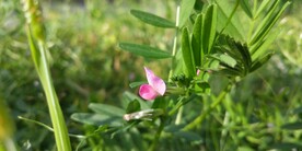 救荒野豌豆花图片