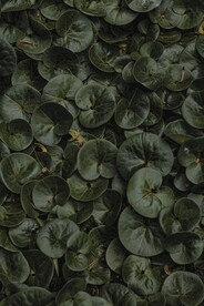 马蹄金