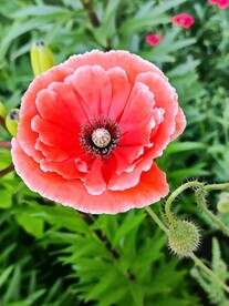 粉红色 虞美人 鲜花