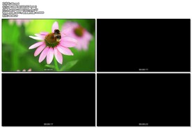 蜜蜂