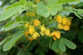 黄槐花
