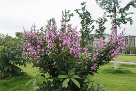 紫薇花