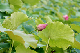 荷花花苞