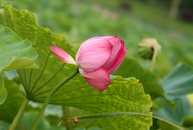 荷花花苞