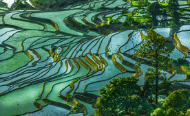 元阳哈尼梯田