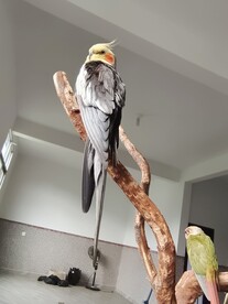 鹦鹉鸟类