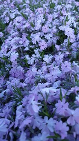 蓝雪花