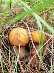 野生菌